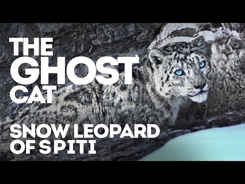The Snow leopard - Grey ghost of Spiti Himalaya