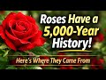 The Rose A Flower With 5 000 Years Of History