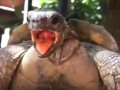 Coldplay turtle