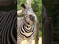 Spoiler Alert It S A Zebra Zebra