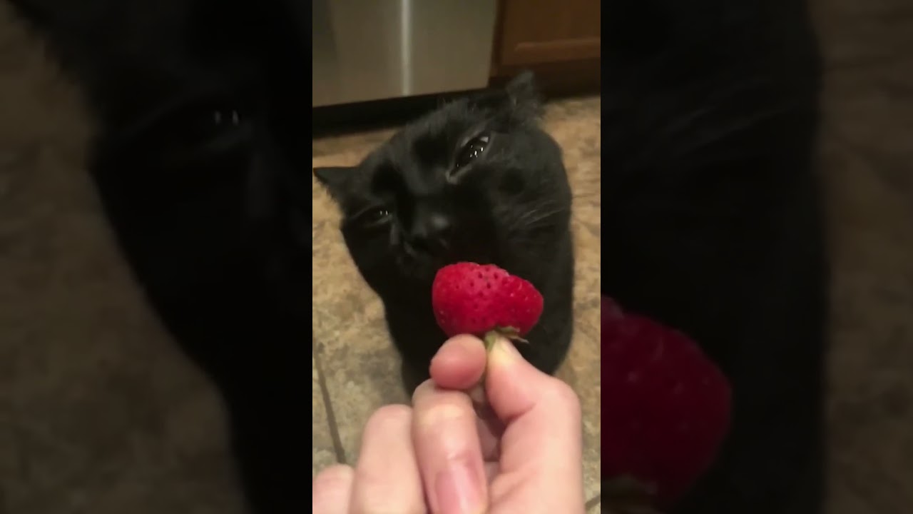 Cats playing with food 😄 | Funny cats, dogs and animals ep45 #cat #funnycats #funny