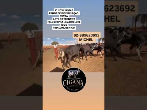 Piracanjuba Goiás #gado #fazenda #girolando