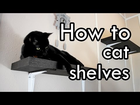 download lagu mp3 mp4 Kitty Shelves, download lagu Kitty Shelves gratis, unduh video klip Kitty Shelves
