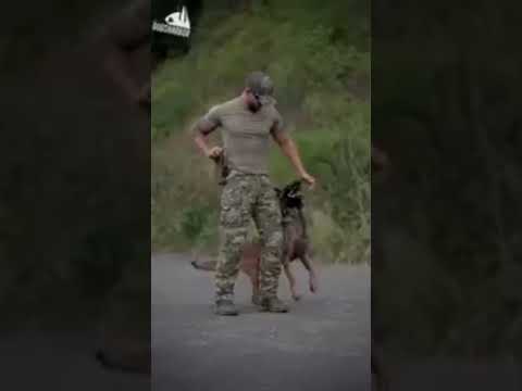 #Belgian Malinois Top Most Skilled Military Dog 🐕 #Shorts...