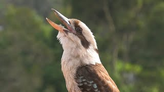 Download lagu Laughing Kookaburra Call mp3 Download lagu Laughing Kookaburra Call mp3
