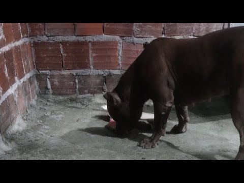 pitbull monster nuwan #lekthebestkennel