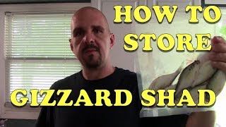 How to Catch and Store Gizzard Shad for Catfish Bait