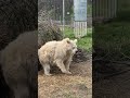 Tired bear wakes up from hibernation. (Source in description)