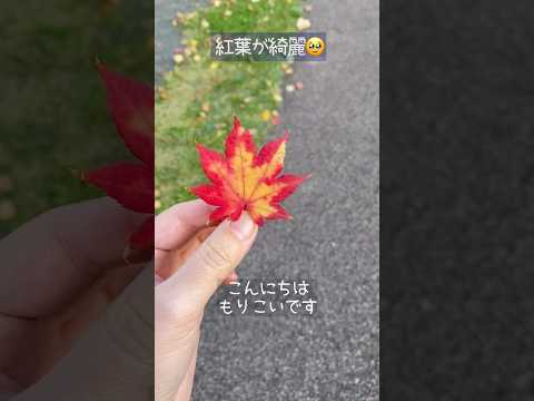 植物を使った 28 のバルコニー装飾アイデアで外装を飾りましょう  庭園