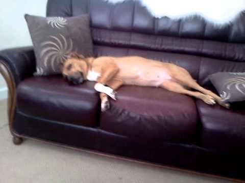 Batley 2013 muslim dog a sleep