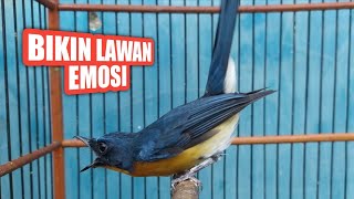 Download lagu Tledekan gunung fighter bikin tledekan lain cepat emosi mp3 Download lagu Tledekan gunung fighter bikin tledekan lain cepat emosi mp3