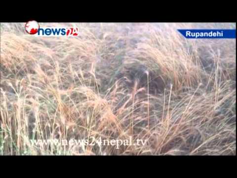 पटक पटक परेको चैते बर्षाले रुपन्देहीको गहु बाली मा नोक्सानी- NEWS 24 TV