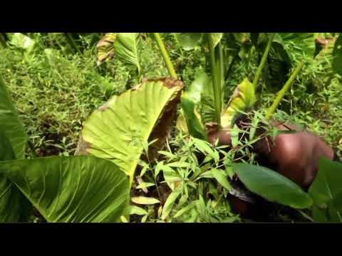 Teinga ni Meang part 1