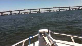 preview picture of video 'Dolphins in Grand Isle, LA'