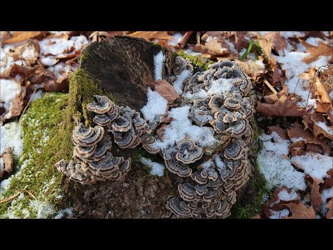 Nature Moments: Fungi, the Original Recyclers