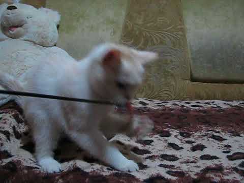 SCS es 11 Magic Tales Barbaris