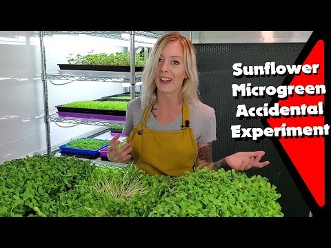 Sunflower Microgreen Accidental Experiment!