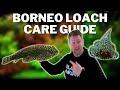 Strange Alien Fish! - Borneo Loach Care Guide