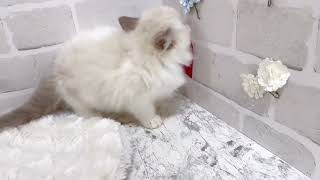 ラグドールの動画02