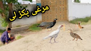 Amazing Bird Trap 🐓 || How To Bird Trap