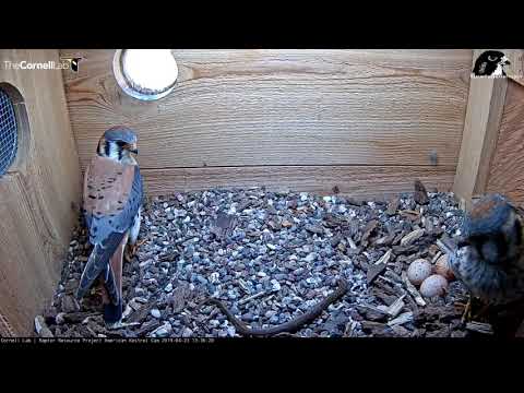 Another Snake Delivered To The Kestrel Box WITH SUBTITLES