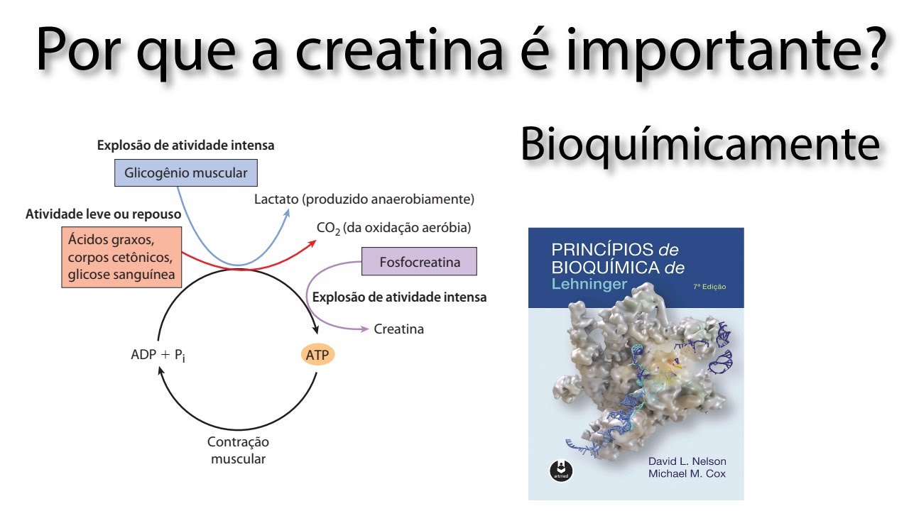 A Bioquímica da Creatina- Porque ela é importante!!