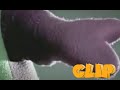 Sprout Advertisement Feat Barney CLIP SUBSCRIBE