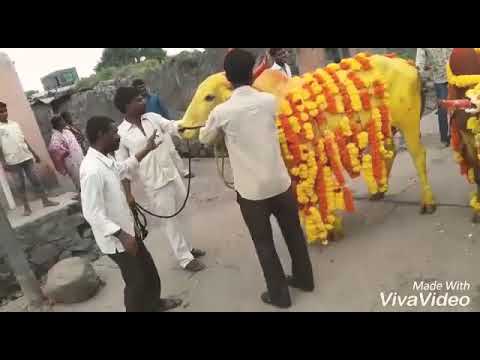 Yellow cow funny video