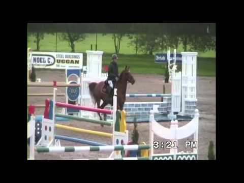 BLM Sport Horses - 2014 Chesnut Colt Foal - By: Baracuda (Holst)