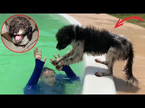 ME AFOGUEI E MEU CACHORRO ME SALVOU