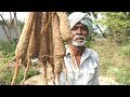Fresh Palm Sprouts Traditional Food Recipes Panam Kizhangu VILLAGE FOOD