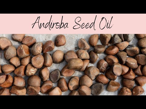 Andiroba Oil, INCI: Carapa Guinaensis Oil. Limonoid Rich, Cleansing Agent!
