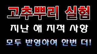 [텃밭농부. 1,043]  고추뿌리 활착속도 비교실험 다시 한번 더. #고추재배