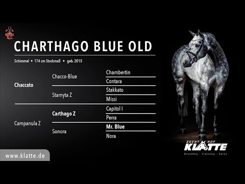 Charthago Blue (Chaccato x Carthago Z) Hengstkollektion 2021 *Deutsche Version*