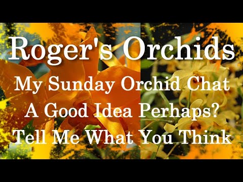 My Sunday Orchid Chat -A Good Idea Perhaps? Tell Me What You Think