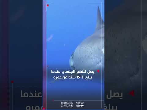 شاهد بالفيديو.. ماذا تعرف عن القرش الأبيض الكبير؟