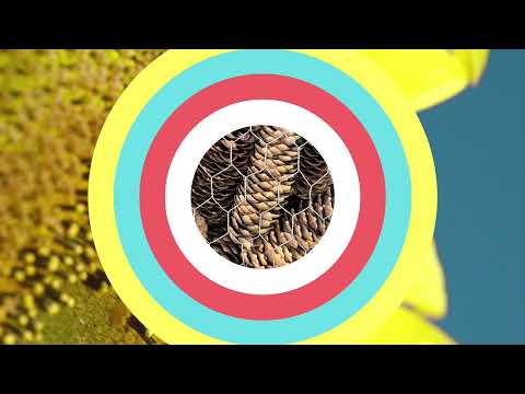 Wildbienen! Ein Insektenhotel im eigenen Garten mit wunderbaren Einblicken.