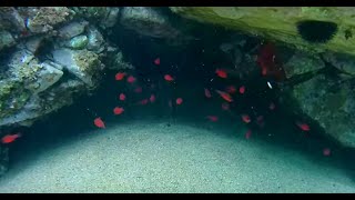 Snorkeling #4 // Sa Caleta - Lloret de Mar (Catalonia)