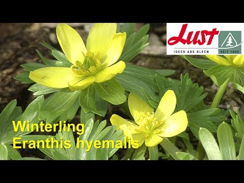 Winterling 🏵️ entzückender Schneeblüher 🏵️ Eranthis hyemalis