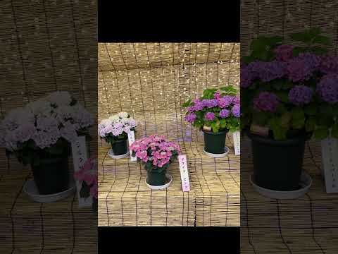  SOS: 葉が黄色いアジサイがあります!病気ですか？何をするか？  庭園