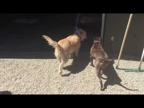 Blondie, an adopted Terrier & Wheaten Terrier Mix in Pasadena, CA_image-1