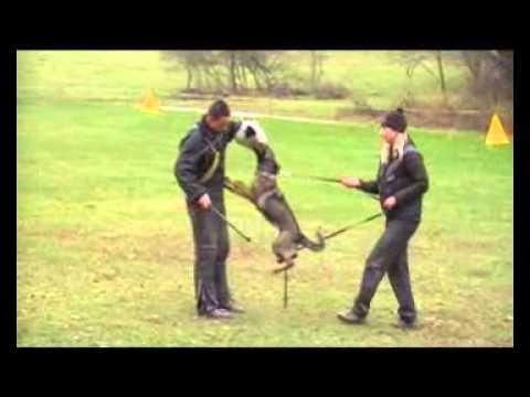 EMMA Aykmar - 5,5 months - DEFENCE - h: Marek Černý