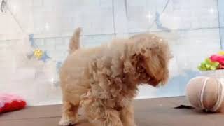 ハーフ犬の動画01