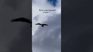 Do you know ( ping pong song ) Enrique Igliseas | released 2007 | ALBUM ISOMANIAC #enriqueiglesias