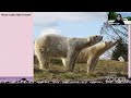 Detroit Zoo Educational Lesson Polar Bear Adaptations