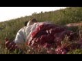 Andre The Butcher