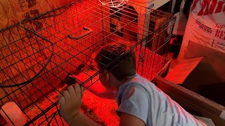 Catch Those Chicks...Cleaning Time