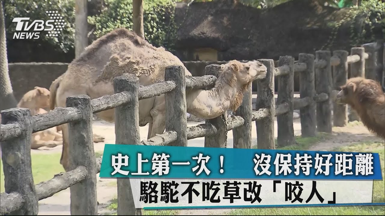 史上第一次!沒保持好距離 駱駝不吃草改「咬人」