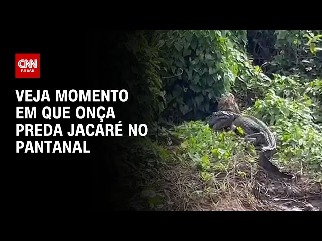 Veja momento em que onça preda jacaré no Pantanal | CNN BRASIL