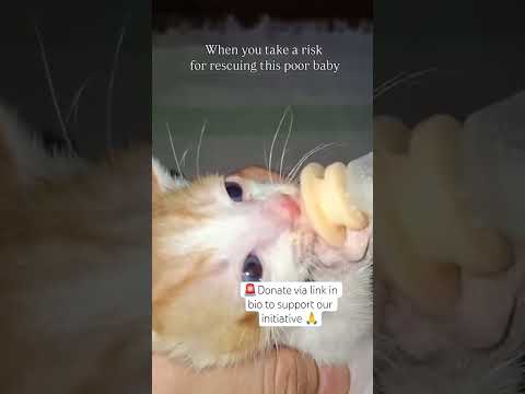 Link in bio #unitedkingdom #unitedkingdom #shorts #paris #france #newyork #losangeles #spain #brazil